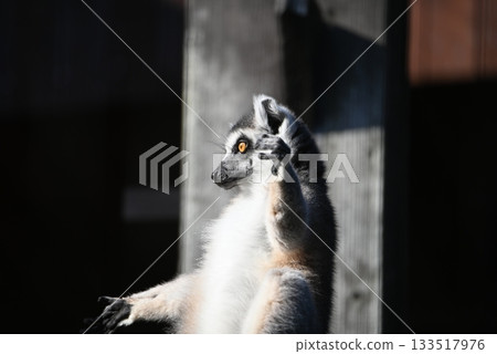 一隻環尾狐猴在曬太陽 133517976