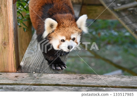 Cute little lesson 133517985