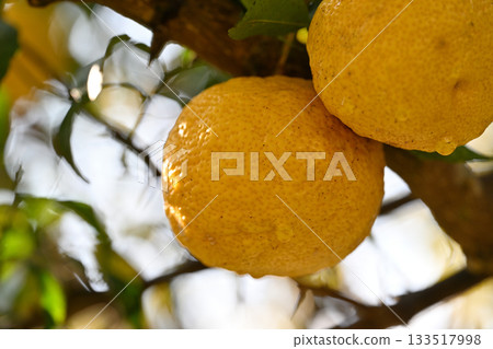 Ripe yuzu (citron) fruit Ripe yuzu (citron) fruit 133517998