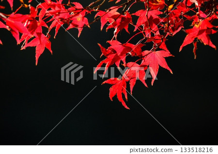 The vibrantly colored maple leaves at Yakushi Pond 133518216