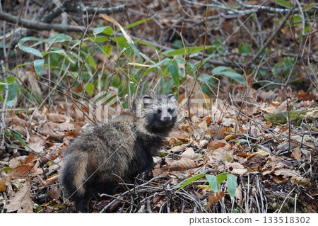 Raccoon dog in the forests of Hokkaido Raccoon dog in the forests of Hokkaido 133518302