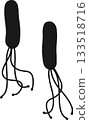 Helicobacter pylori silhouette 133518716