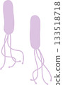 Helicobacter pylori 133518718