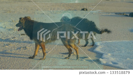 Standing two medium longhaired dogs looking toward water edge on sandy beach, with pebbles and foam Standing two medium longhaired dogs looking toward water edge on sandy beach, with pebbles and foam 133518879