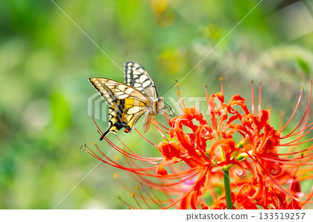 埼玉縣比企郡吉見町，色彩繽紛的文殊菩薩花盛開的櫻花堤公園，文殊菩薩和燕尾蝶 133519257