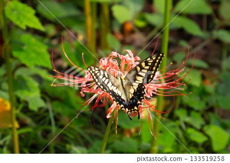 埼玉縣比企郡吉見町，色彩繽紛的文殊菩薩花盛開的櫻花堤公園，文殊菩薩和燕尾蝶 133519258