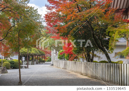 Tada Shrine grounds Autumn leaves season 133519645