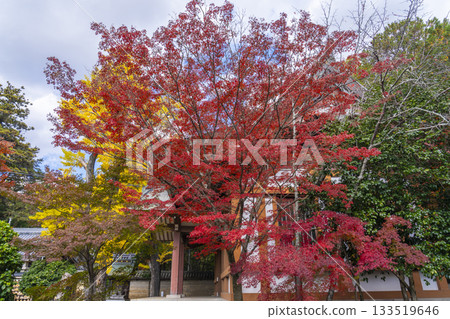 Tada Shrine grounds Autumn leaves season 133519646