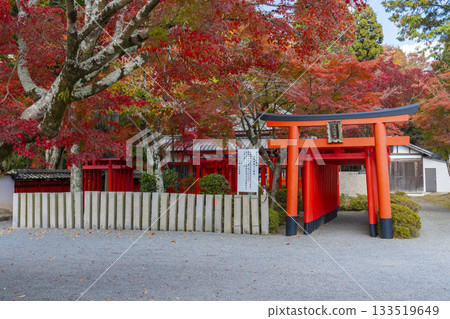 Tada Shrine, Tajiri Inari Shrine, Autumn leaves season 133519649
