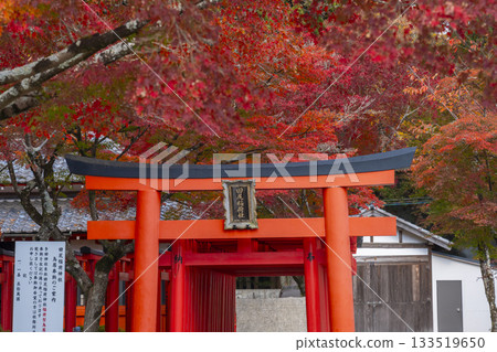 Tada Shrine, Tajiri Inari Shrine, Autumn leaves season 133519650