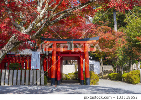 Tada Shrine, Tajiri Inari Shrine, Autumn leaves season 133519652