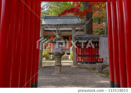 Tada Shrine, Itsukushima Shrine, Autumn leaves season Tada Shrine, Itsukushima Shrine, Autumn leaves season 133519653