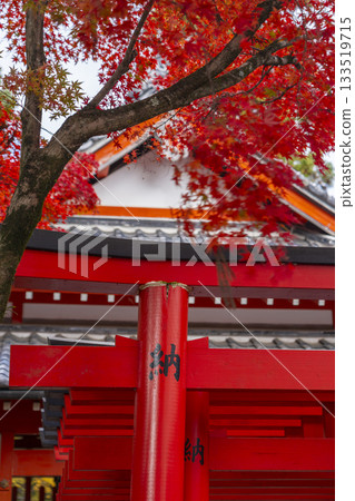 Tada Shrine, Tajiri Inari Shrine, Autumn leaves season 133519715