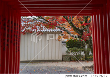 Tada Shrine, Tajiri Inari Shrine, Autumn leaves season Tada Shrine, Tajiri Inari Shrine, Autumn leaves season 133519717
