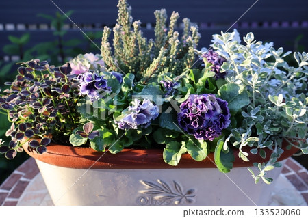Stylish purple frilly viola flower arrangement Stylish purple frilly viola flower arrangement 133520060