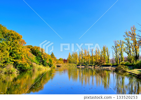 東京：深秋時節，水本公園裡的白楊樹和睡蓮。 133520253