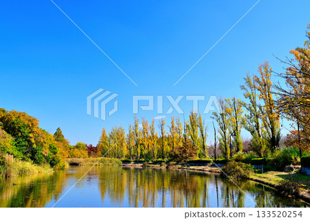 東京：深秋時節，水本公園裡的白楊樹和睡蓮。 133520254