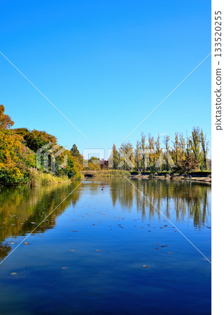 東京:深秋時節,水本公園裡的白楊樹和睡蓮。 東京:深秋時節,水本公園裡的白楊樹和睡蓮。 133520255