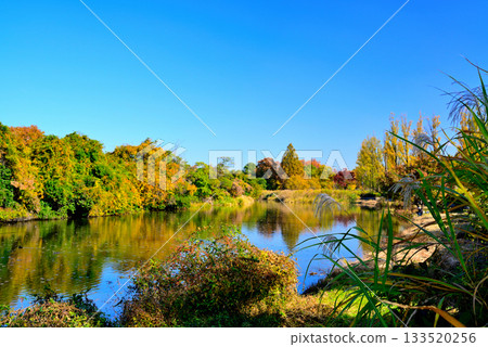 東京:深秋時節,水本公園裡的白楊樹和睡蓮。 東京:深秋時節,水本公園裡的白楊樹和睡蓮。 133520256