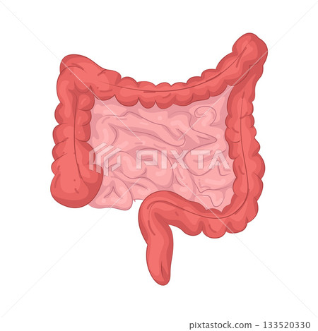Illustration of human intestines 133520330