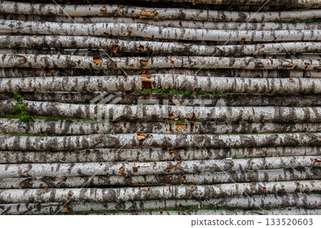 Stack of Birch Logs in Rustic Outdoor Wall Nature Texture Background 133520603