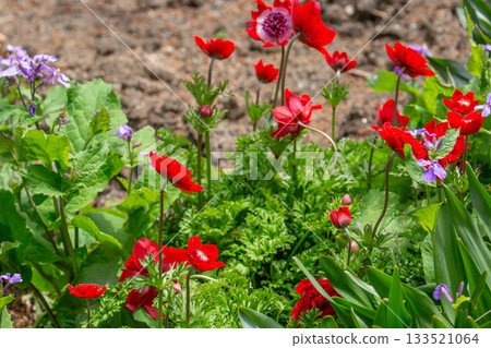 Anemones 133521064