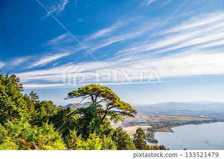Coniferous forest in the grounds of Chomyoji Temple, Omihachiman City, Shiga Prefecture 133521479
