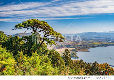 Coniferous forest in the grounds of Chomyoji Temple, Omihachiman City, Shiga Prefecture 133521480