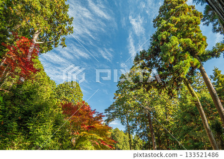 Coniferous forest in the grounds of Chomyoji Temple, Omihachiman City, Shiga Prefecture 133521486