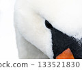 A closeup photo showing the eye of a mute Swan (Cygnus Olor), contrasting starkly with the bright white feathers 133521830