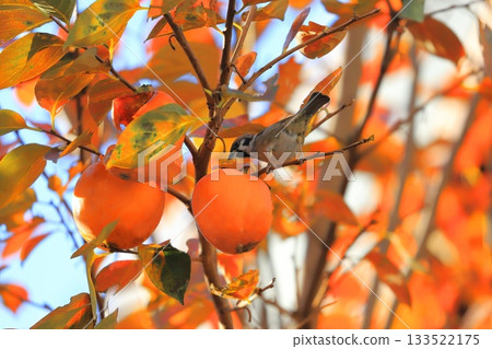 一隻麻雀啄食柿子和秋葉。 133522175