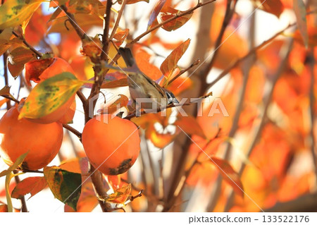 A sparrow pecking at a persimmon and autumn leaves A sparrow pecking at a persimmon and autumn leaves 133522176