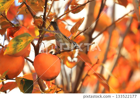 一隻麻雀啄食柿子和秋葉。 一隻麻雀啄食柿子和秋葉。 133522177