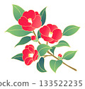 山茶花手繪線條插圖 133522235