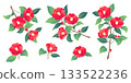 山茶花插圖集 133522236