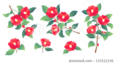 山茶花插圖集 山茶花插圖集 133522236