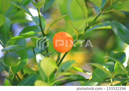 Kumquats are ready for harvest Kumquats are ready for harvest 133522396