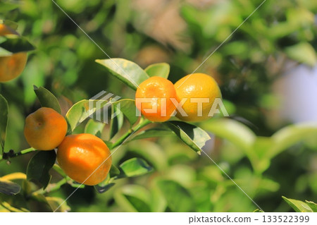 Kumquats are ready for harvest Kumquats are ready for harvest 133522399