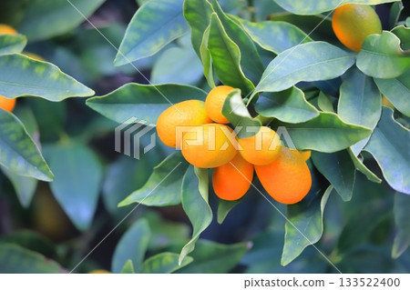 Kumquats are ready for harvest Kumquats are ready for harvest 133522400