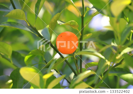 金橘已準備好收穫 133522402