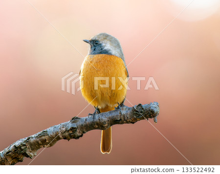 在堅持分支的分支的男性 133522492