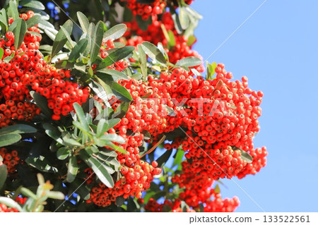 Pyracantha fruit 133522561