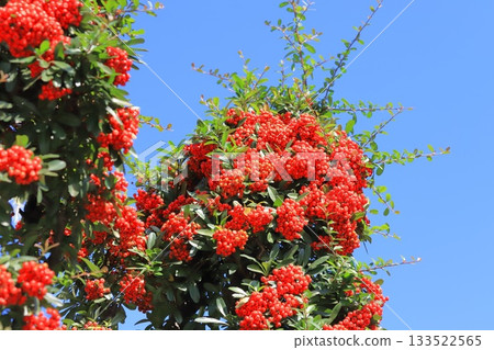 Pyracantha fruit Pyracantha fruit 133522565
