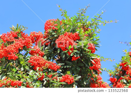 火棘果 火棘果 133522568