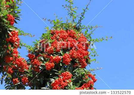 Pyracantha fruit Pyracantha fruit 133522570