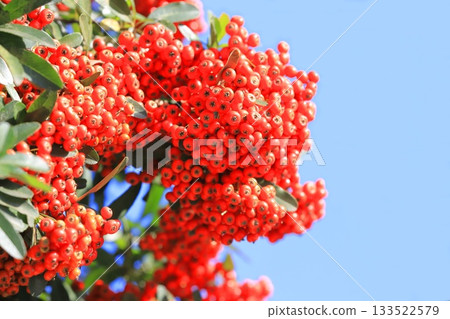 Pyracantha fruit 133522579