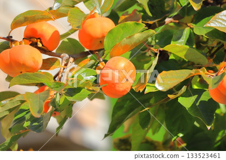 Persimmons in harvest season 133523461