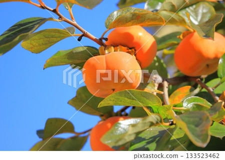 柿子收穫季 133523462