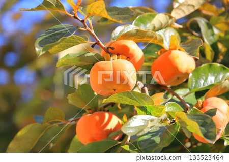 Persimmons in harvest season 133523464