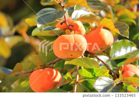 Persimmons in harvest season Persimmons in harvest season 133523465